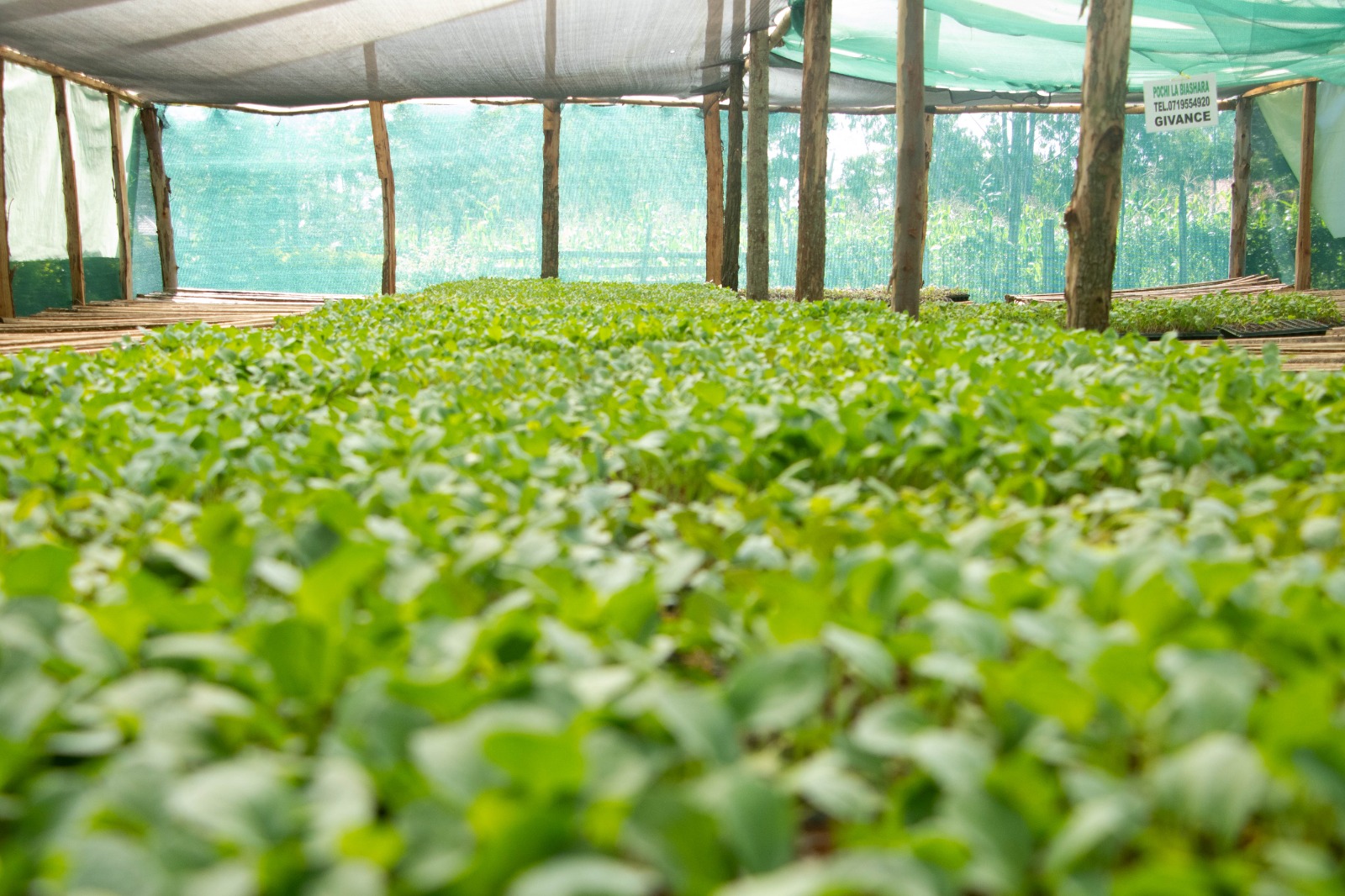 Modern greenhouse facility