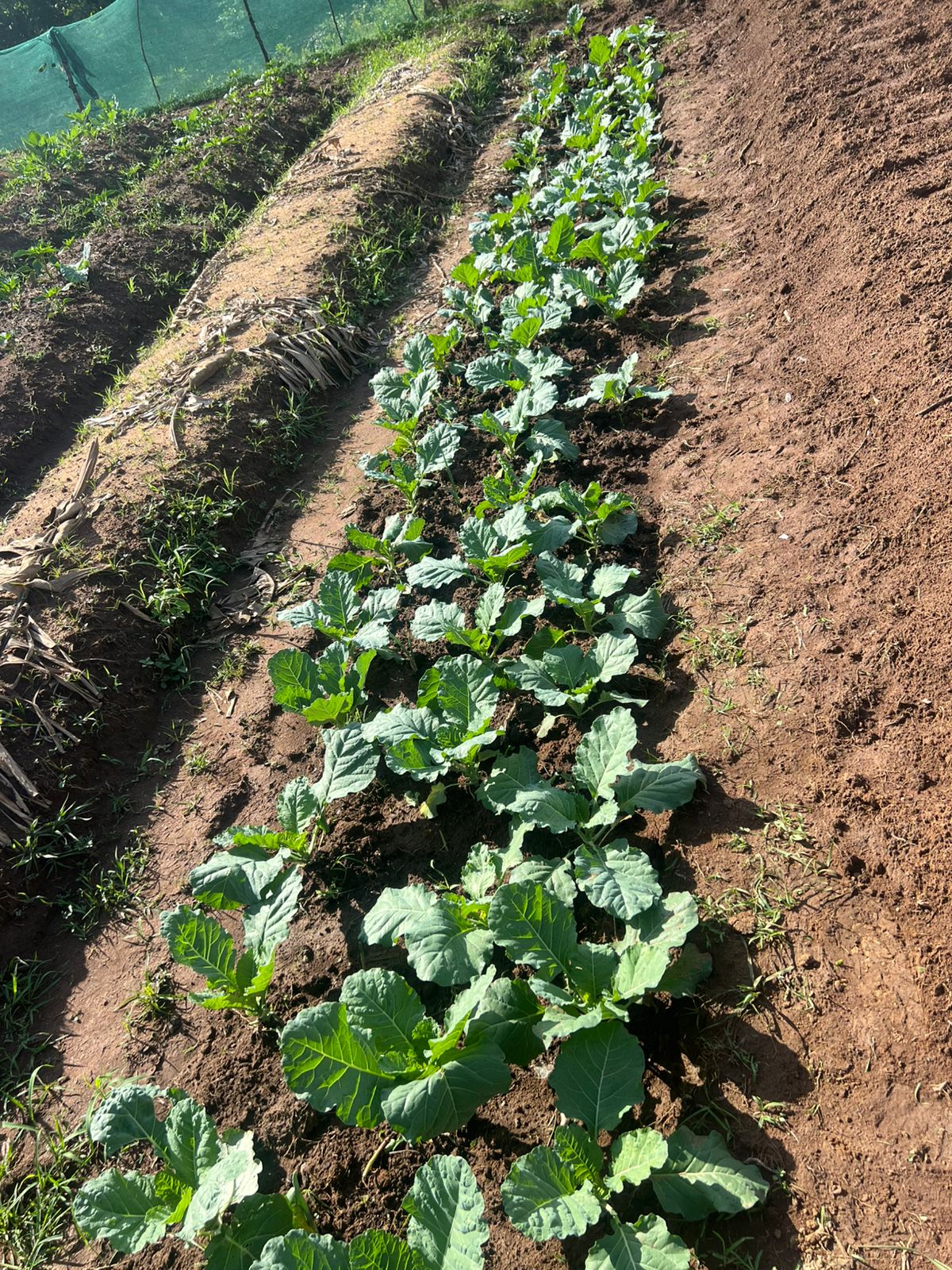 Agroforestry Field Work