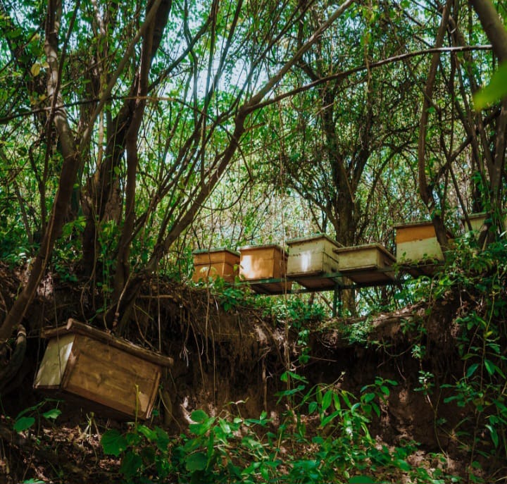 Orchard Assessment