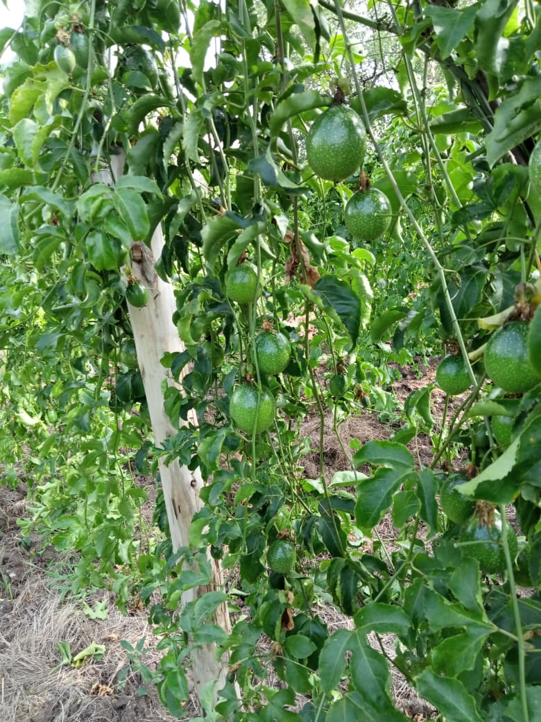 Seedling Nursery